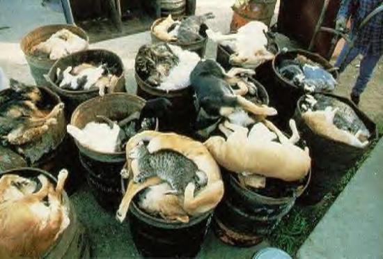 Pics Of Animals In Shelters. killed in shelters every