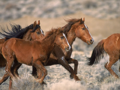 wild-horses-running-free.jpg
