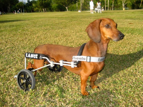 dog-in-wheelchair-2.jpg?w=550