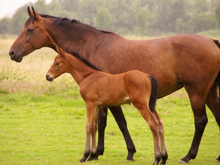   Baby Pictures on Wild Horses Disappearing Fast    Mother And Baby Horse